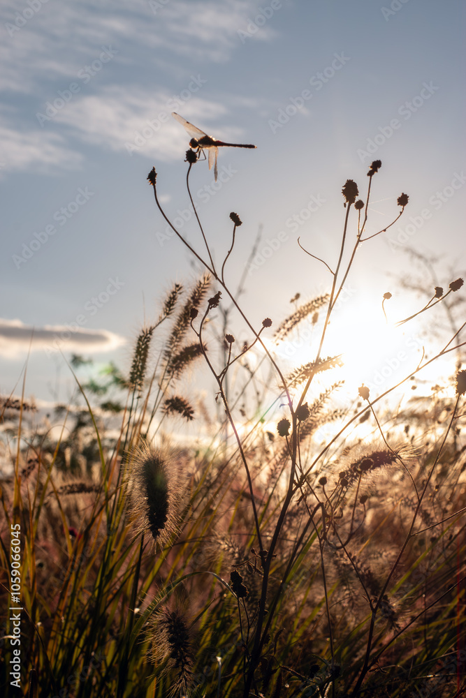 Obraz premium 秋の草原と夕焼け