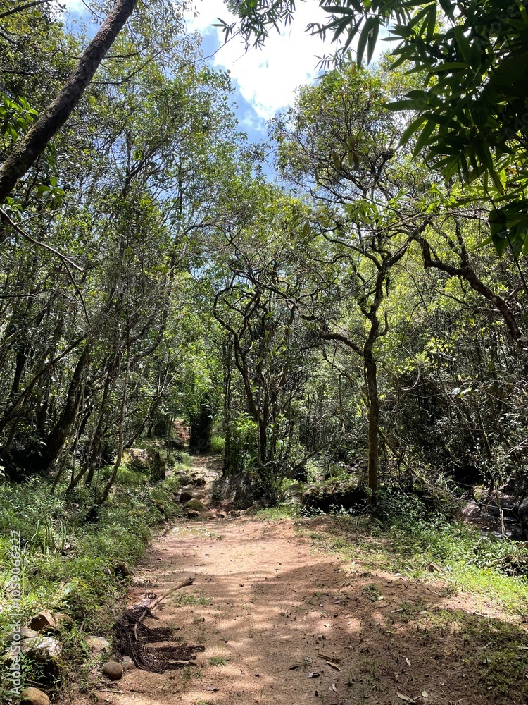 path in the forest nature photography