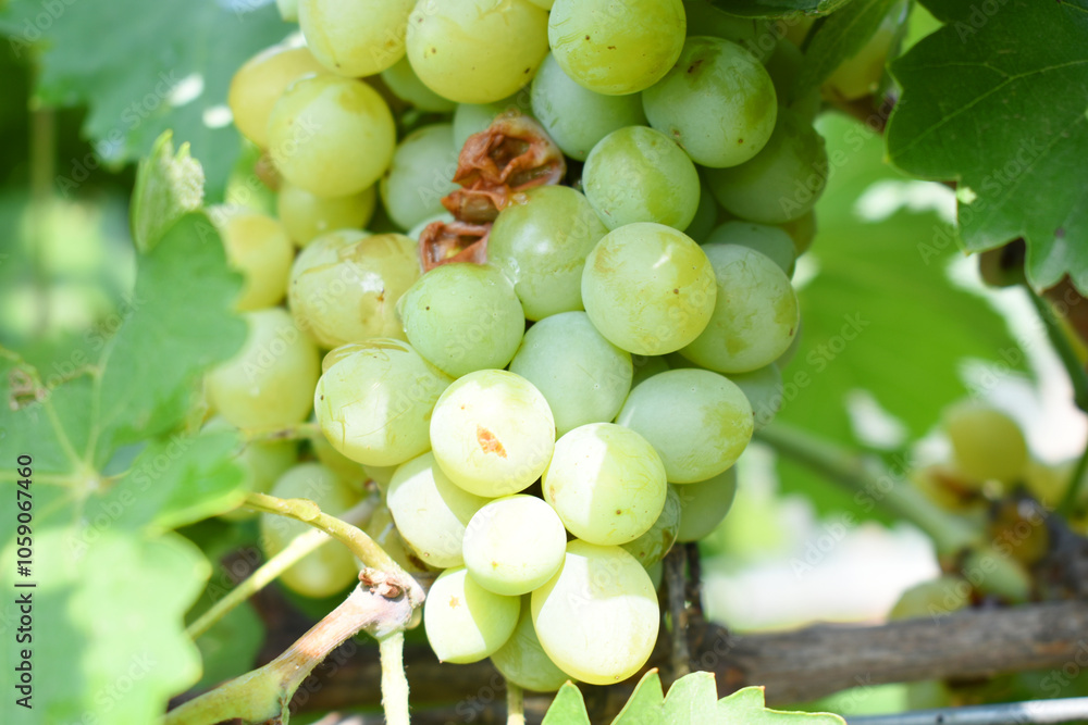 Close up of grapes hanging on Vine, Hanging grapes. Grape farming. Grapes farm. Tasty green grape bunches hanging on branch. Grapes With Selective Focus on the subject, Chakwal, Punjab, Pakistan Close up of grapes hanging on Vine, Hanging grapes. Grape farming. Grapes farm. Tasty green grape bunches hanging on branch. Grapes With Selective Focus on the subject, Chakwal, Punjab, Pakistan
