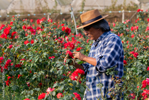 Asian elderly man cut roses flower in garden for customer order, retired aging people happy work in floral farm countryside, healthy senior mature men start-up small business after retirement