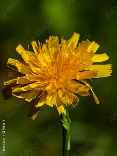 yellow flower
