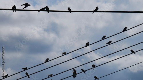 birds on wire
