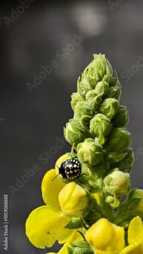yellow flower and bee
