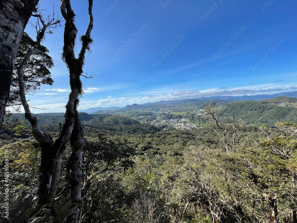 tree on the hill nature photography