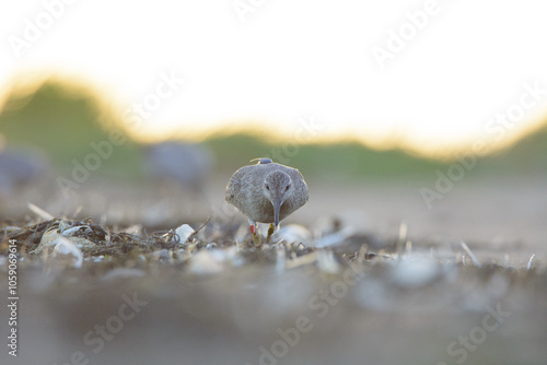 Red knot photo