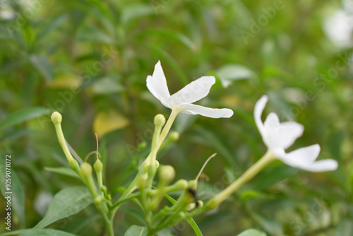 Jasminum sambac (Arabian jasmine or Sambac jasmine) is a species of jasmine native to tropical Asia, white flowers star shape on dark green background, closeup, small white flower, flowers blooming