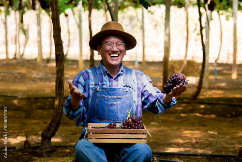 Asian elderly vineyard owner man happy with good results. Holding a bunch of grapes and smiling happily, Select quality fruits, grape harvest season. Small business Vineryard farm. photo