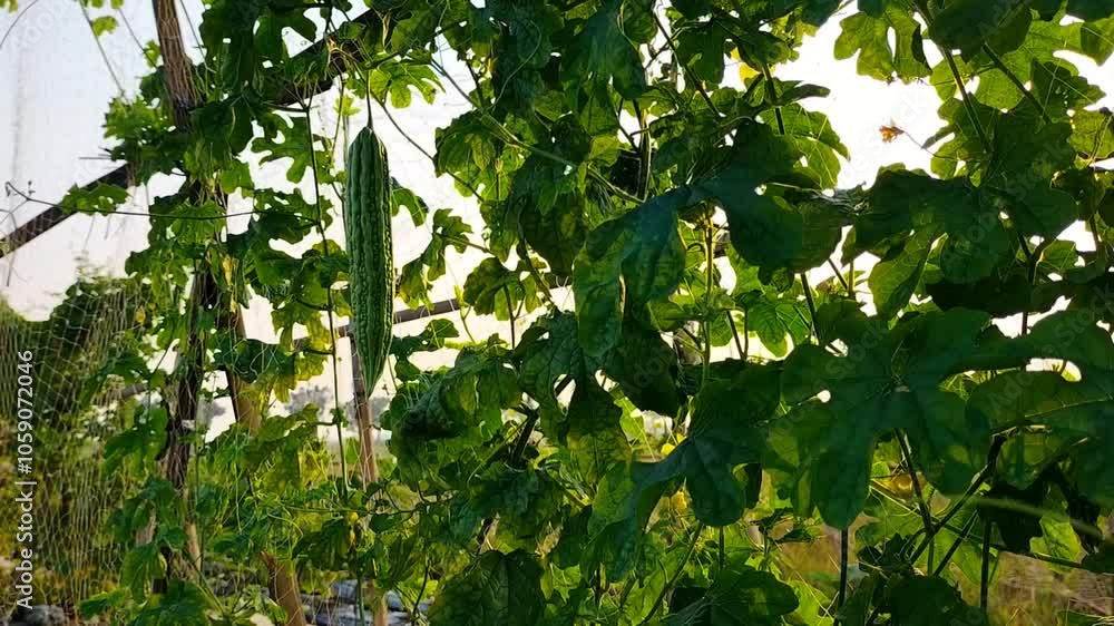 Footage of bitter gourd (bitter melon) with plant. The green vegetable creeping gourd plant. Bitter gourd vegetable plant with green natural background.
