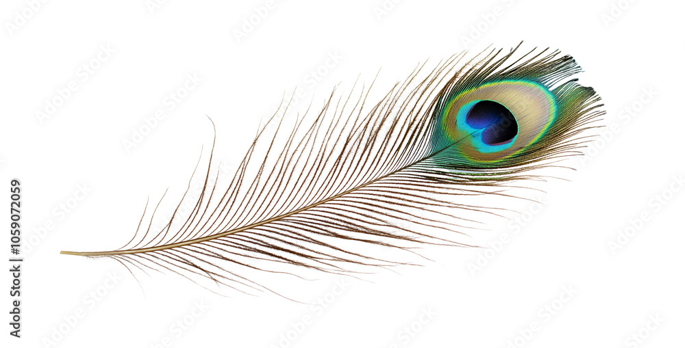 Obraz premium A peacock feather on a transparent PNG or white background.