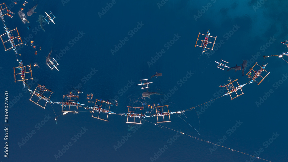 Aerial view Whale shark swimming in ocean, Oslob Whale Shark Watching, Whale shark watching in Oslob , Cebu , Philippines, Oslob, Cebu, Philippines. Aerial view Whale shark swimming in ocean, Oslob Whale Shark Watching, Whale shark watching in Oslob , Cebu , Philippines, Oslob, Cebu, Philippines.