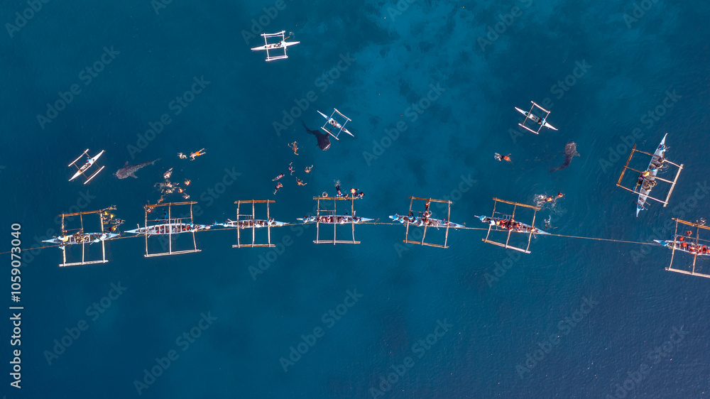 Naklejka premium Aerial view Whale shark swimming in ocean, Oslob Whale Shark Watching, Whale shark watching in Oslob , Cebu , Philippines, Oslob, Cebu, Philippines.