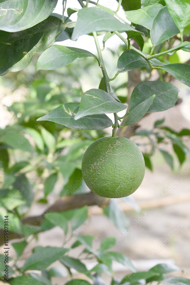 unripe green oranges on tree, close-up of a beautiful orange tree with green oranges, fruit hanging on a tree, Close-up of unripe oranges hanging on a tree, Chakwal, Punjab, Pakistan unripe green oranges on tree, close-up of a beautiful orange tree with green oranges, fruit hanging on a tree, Close-up of unripe oranges hanging on a tree, Chakwal, Punjab, Pakistan