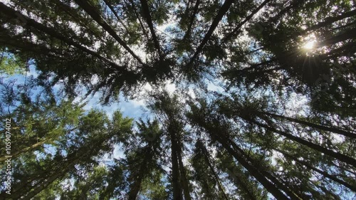 Baumwipfel im Wind
