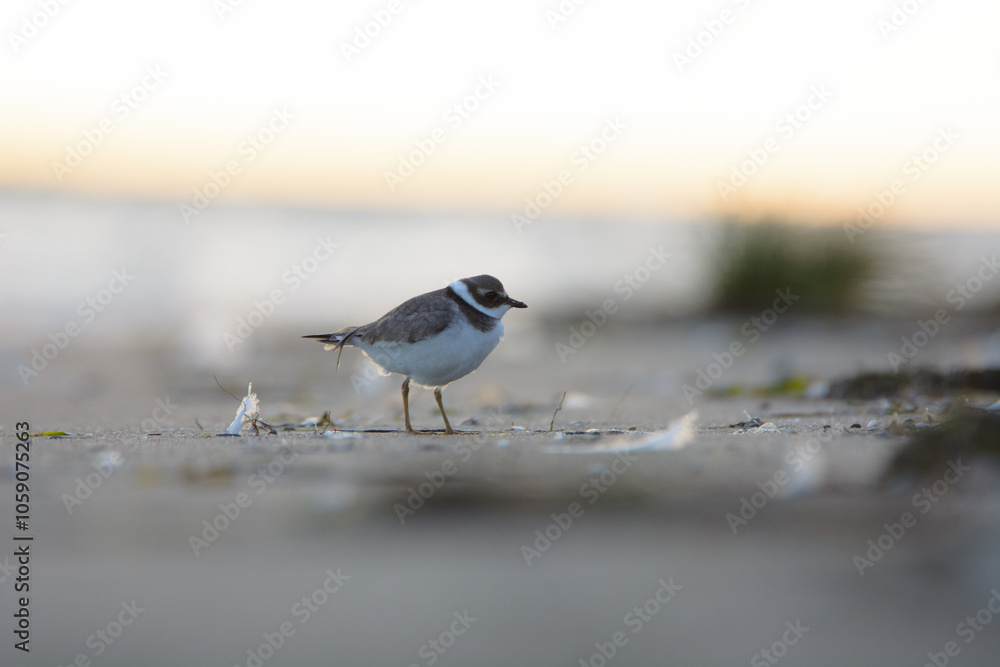 Common ringed plover Common ringed plover