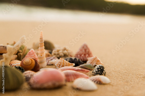 Close up shot of different shells with different sizes and colors on the sand photo