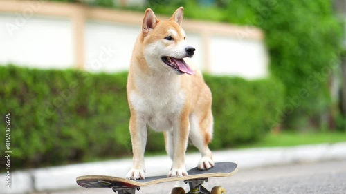 Joyful Shiba inu dog riding a skateboard on the street.