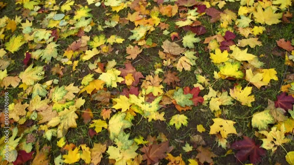 fallen autumn yellow maple leaves fallen autumn yellow maple leaves
