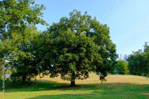 Majestic Tree Standing Tall in a Sunlit Meadow