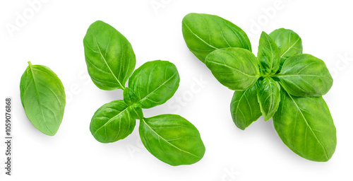 Basil isolated. Fresh Organic Basil leaves collection. Green  Basil herb leaf set isolated on white background. Food ingredient, design element  Top view. Flat lay.
