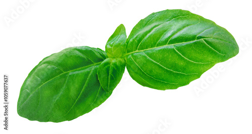 Basil isolated. Flying Organic Basil leaves in the air. Green Basil leaf isolated on white background. Levitation. Food ingredient, design element Top view. Flat lay.