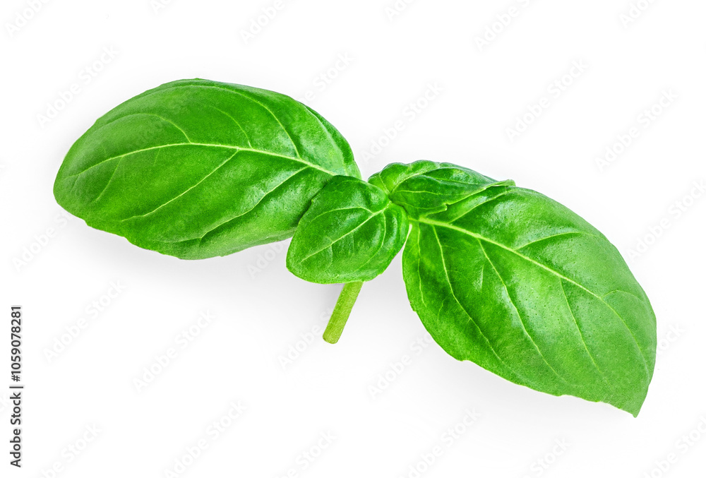 Basil isolated. Single Organic Basil leaf isolated on white background. Food ingredient, design element Top view. Flat lay. Basil isolated. Single Organic Basil leaf isolated on white background. Food ingredient, design element Top view. Flat lay.