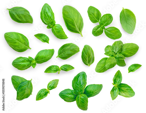 Basil isolated. Flying basil leaves collection. Levitating  Basil leaf set isolated on white background. Food ingredient, desigm element  Top view. Flat lay..