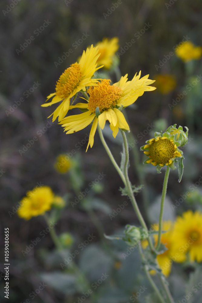 Golden Crownbeard (Also called Golden Crownbeard, Copen Daisy, golden crown beard) in the nature, Golden Crownbeard Flower closeup,Beautiful yellow flower closseup in nature Chakwal, Punjab, Pakistan Golden Crownbeard (Also called Golden Crownbeard, Copen Daisy, golden crown beard) in the nature, Golden Crownbeard Flower closeup,Beautiful yellow flower closseup in nature Chakwal, Punjab, Pakistan