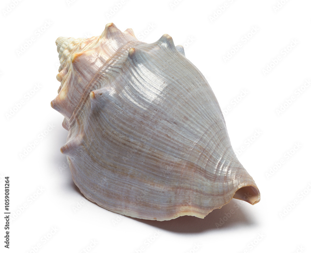 Purple Spiral Shell