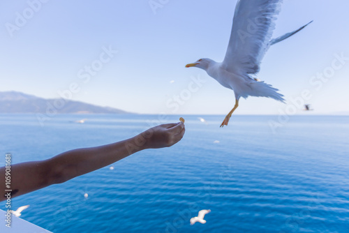 feeding seagulls from ferry boat in motion on summer day photo