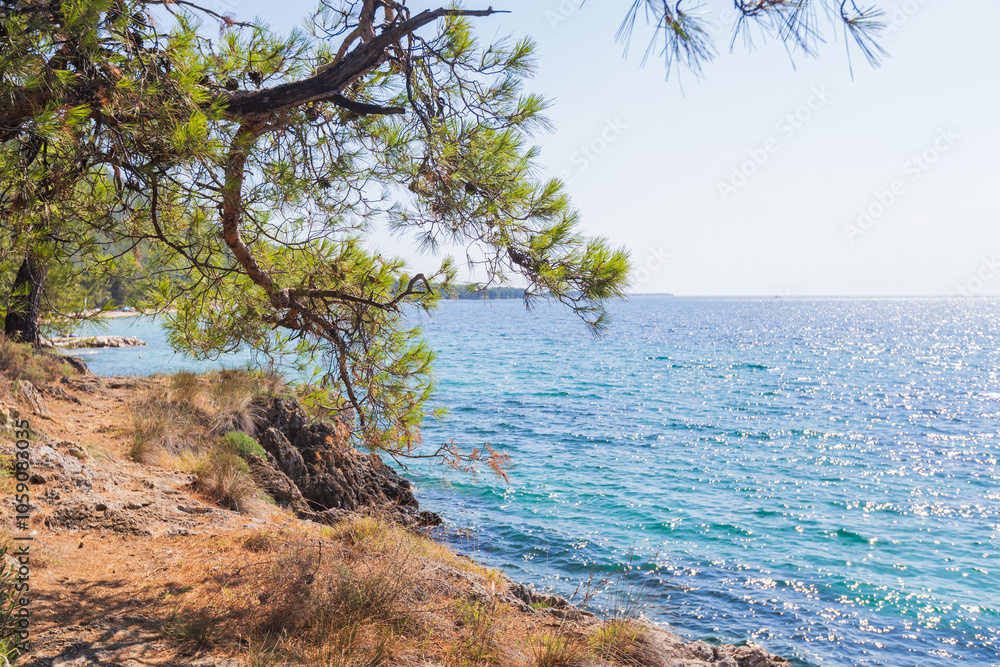 Pine branch frames a stunning view of the rocky coastline and the blue Mediterranean sea below. Pine branch frames a stunning view of the rocky coastline and the blue Mediterranean sea below.