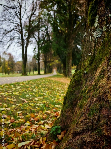 path in autumn park