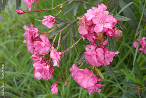 Nerium oleander in bloom, Pink siplicity bunch of flowers and green leaves on branches, Nerium Oleander shrub Pink flowers, ornamental shrub branches in daylight, bunch of flowers closeup photo