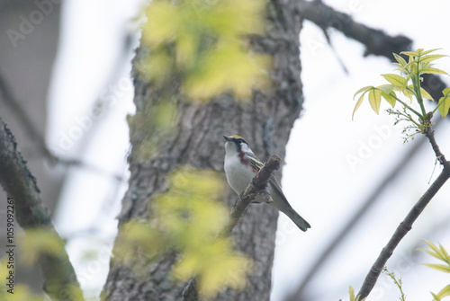 Chestnut Sided Warbler perched in a leafy tree