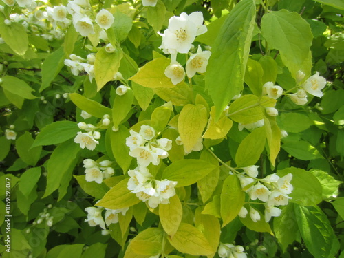 Different Macro Flowers during summer time in Belarus