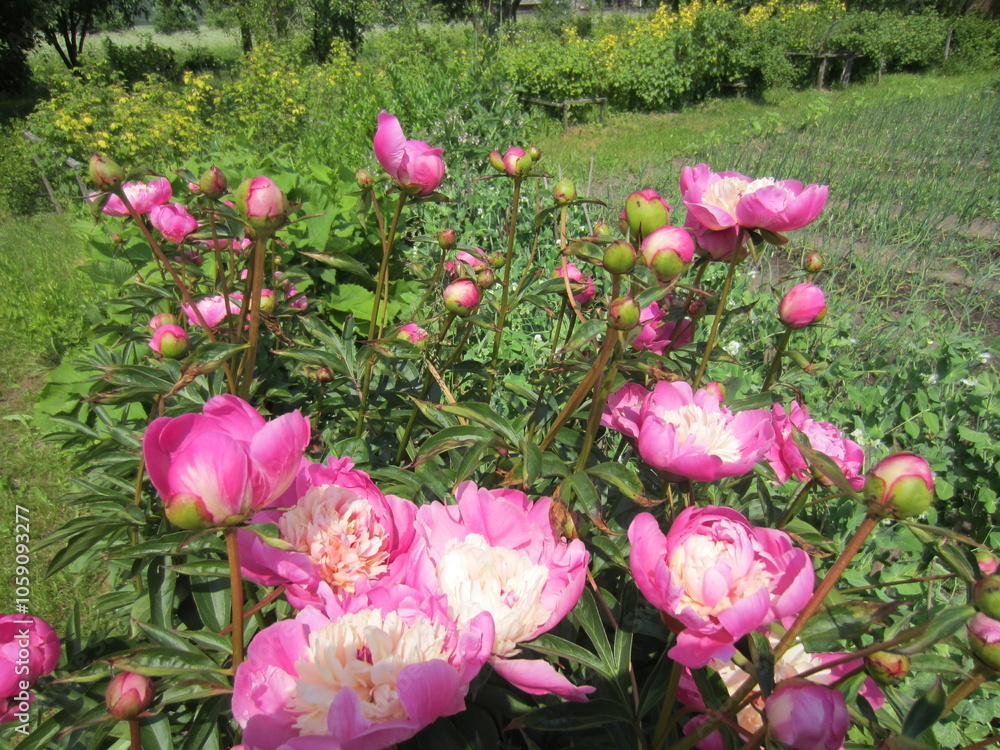 Different Macro Flowers during summer time in Belarus Different Macro Flowers during summer time in Belarus