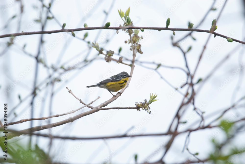 Migrating Magnolia Warbler on a thin branch Migrating Magnolia Warbler on a thin branch