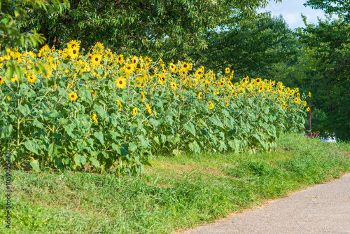 Sunflower Field in Full Bloom by a Country Path