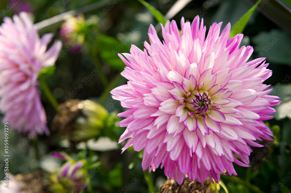 Fleur blanche et rose en pompon Fleur blanche et rose en pompon