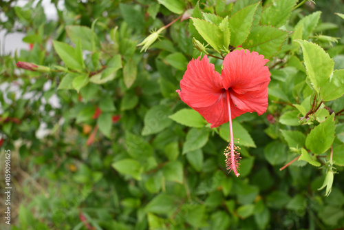 flower of Shoeblackplant plant, red Shoeblackplant flower, shoeblackplant flowers bloom among its dense leaves, Beautiful red flower closeup, Chakwal, Punjab, Pakistan photo