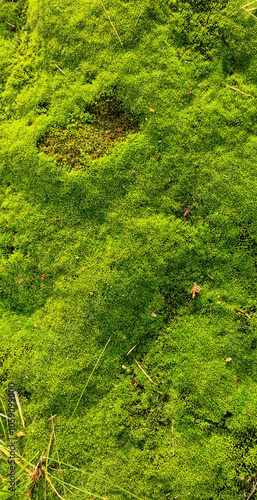 Green moss. Background for design. Apocalyptic mood, selective focus 