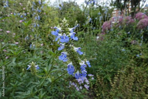 Salvia farinacea photo