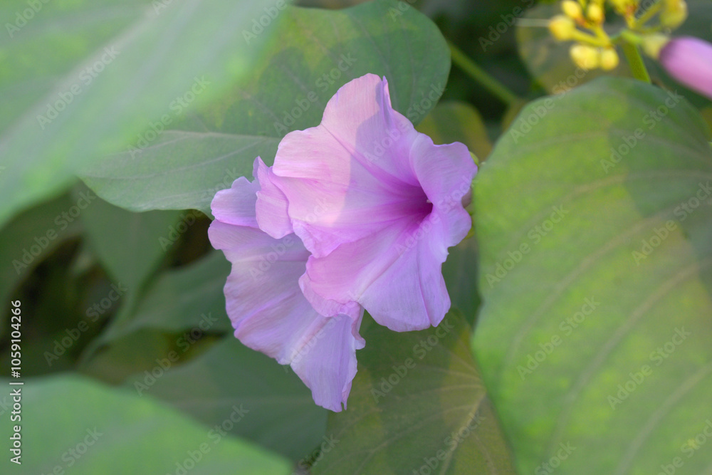 Ipomoea carnea, Ipomoea carnea, the pink morning glory is a species of morning glory that grows as a bush, A close view of Ipomoea carnea flower in nature, Chakwal, Punjab, Pakistan Ipomoea carnea, Ipomoea carnea, the pink morning glory is a species of morning glory that grows as a bush, A close view of Ipomoea carnea flower in nature, Chakwal, Punjab, Pakistan