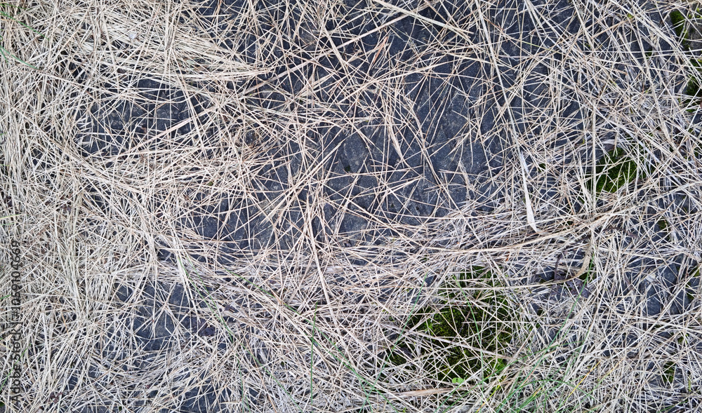 Texture of dry mown grass on concrete. Background for design Texture of dry mown grass on concrete. Background for design