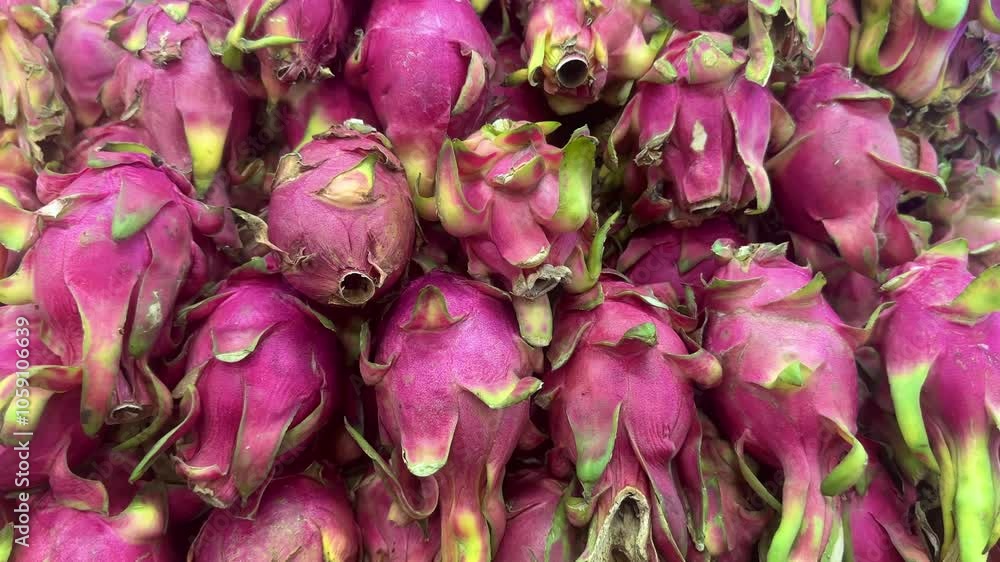 dragon tropical pink fruit close up dragon tropical pink fruit close up