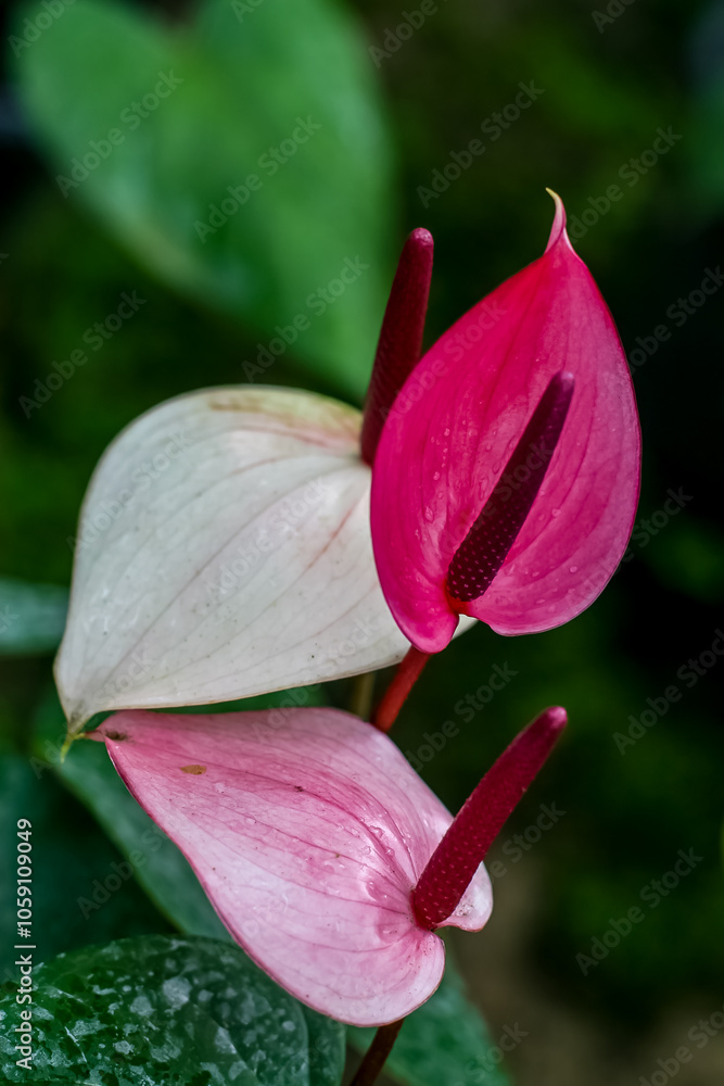 Fototapeta premium closeup pink lily flower