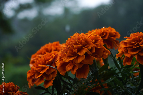 Flores de cempazuchitl en la lluvia photo