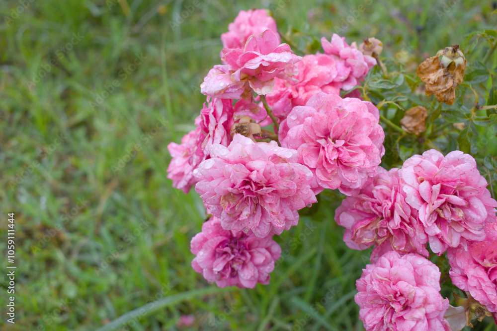 Beautiful pink rose flower closeup in garden, A very beautiful rose flower bloomed on the rose tree, Rose flower, bloom flowers, Natural spring flower, Nature Beautiful pink rose flower closeup in garden, A very beautiful rose flower bloomed on the rose tree, Rose flower, bloom flowers, Natural spring flower, Nature
