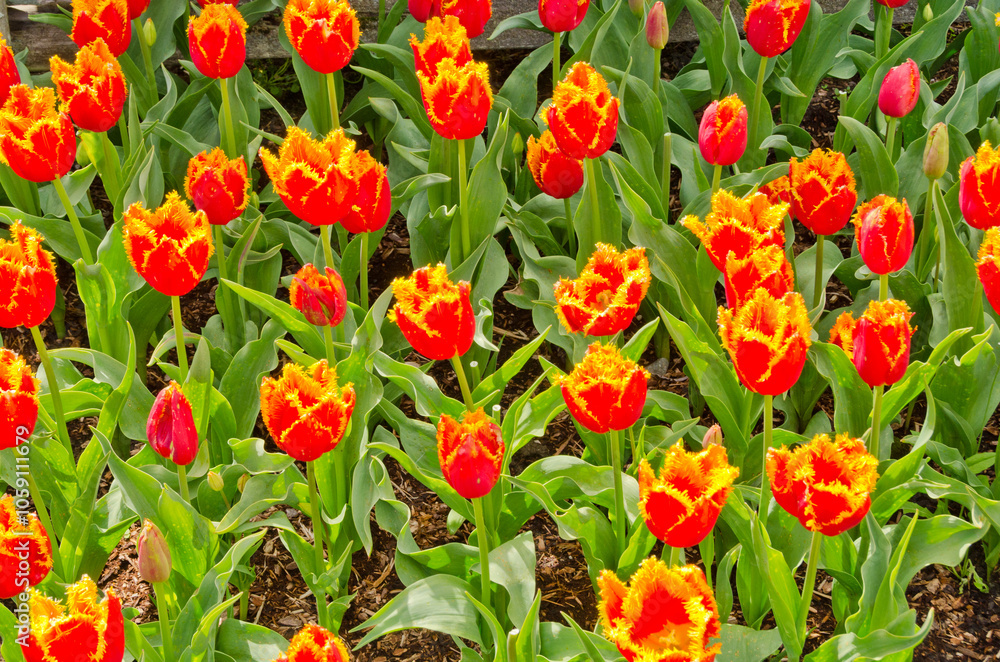 Garden of tulips at Skagit, Washington State, America. Garden of tulips at Skagit, Washington State, America.