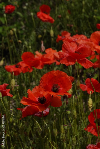 poppies in Pompeii