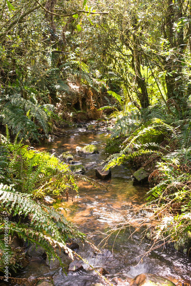 Creek inside a native Araucaria forest in Sao Francisco de Paula, South of Brazil Creek inside a native Araucaria forest in Sao Francisco de Paula, South of Brazil